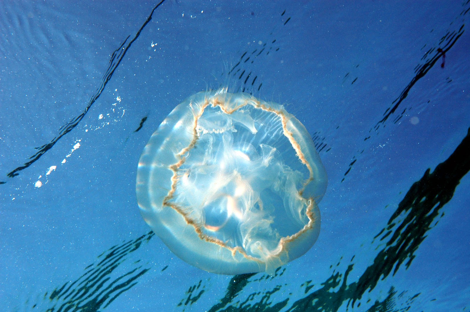 Притяжение воды в океанах луной. Медузы в океане. Медузы красного моря. Медуза Луна в Красном море. Медуза Лууна.