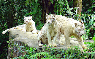 Zoo Animals - White tigers