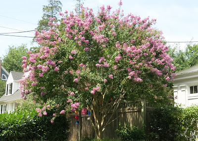crepe myrtle, July 24, 2016, 1:27:19 PM