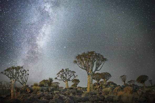 Antigas árvores sob o céu noturno estrelado nas lindas fotografias de Beth Moon Beth Moon fotografia natureza diamond nights árvores céu noturno estrelas