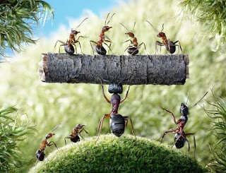 Hormigas ( II ) El hormiguero más grande el mundo. Foto: Pavlov. Lacasamundo