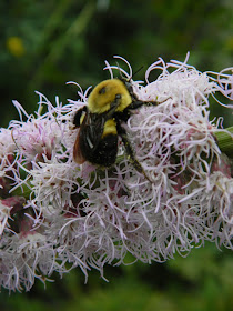 Bee on liatris spicata by garden muses-not another Toronto gardening blog