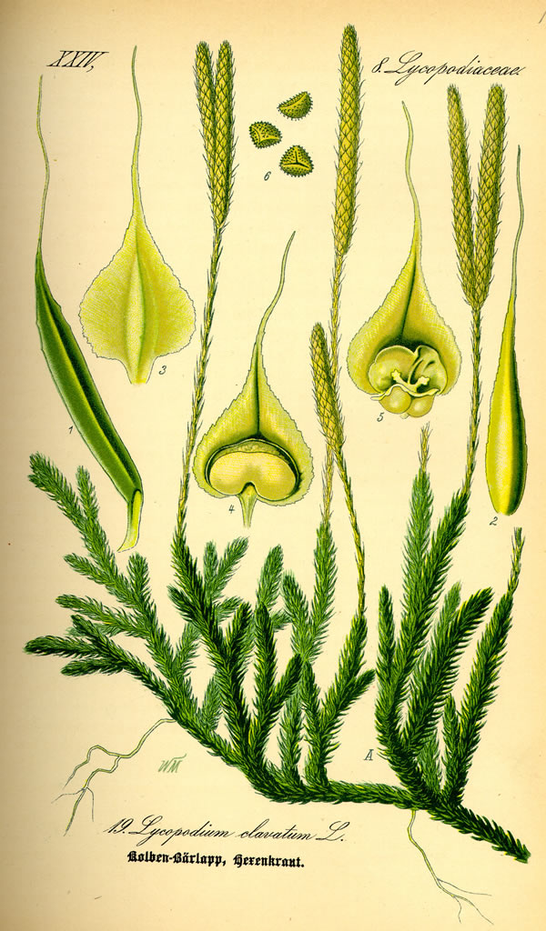 Illustration of lycopodium