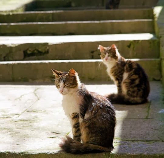 Cats from Istanbul {Turkey} Traveling Cats Travel Pictures of Cats