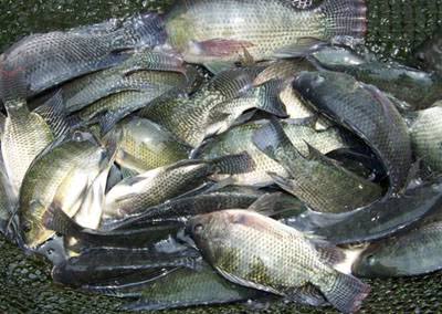 5 Usaha Ternak Modal Kecil Yang Sangat Menguntungkan Usaha Ternak Ikan Nila