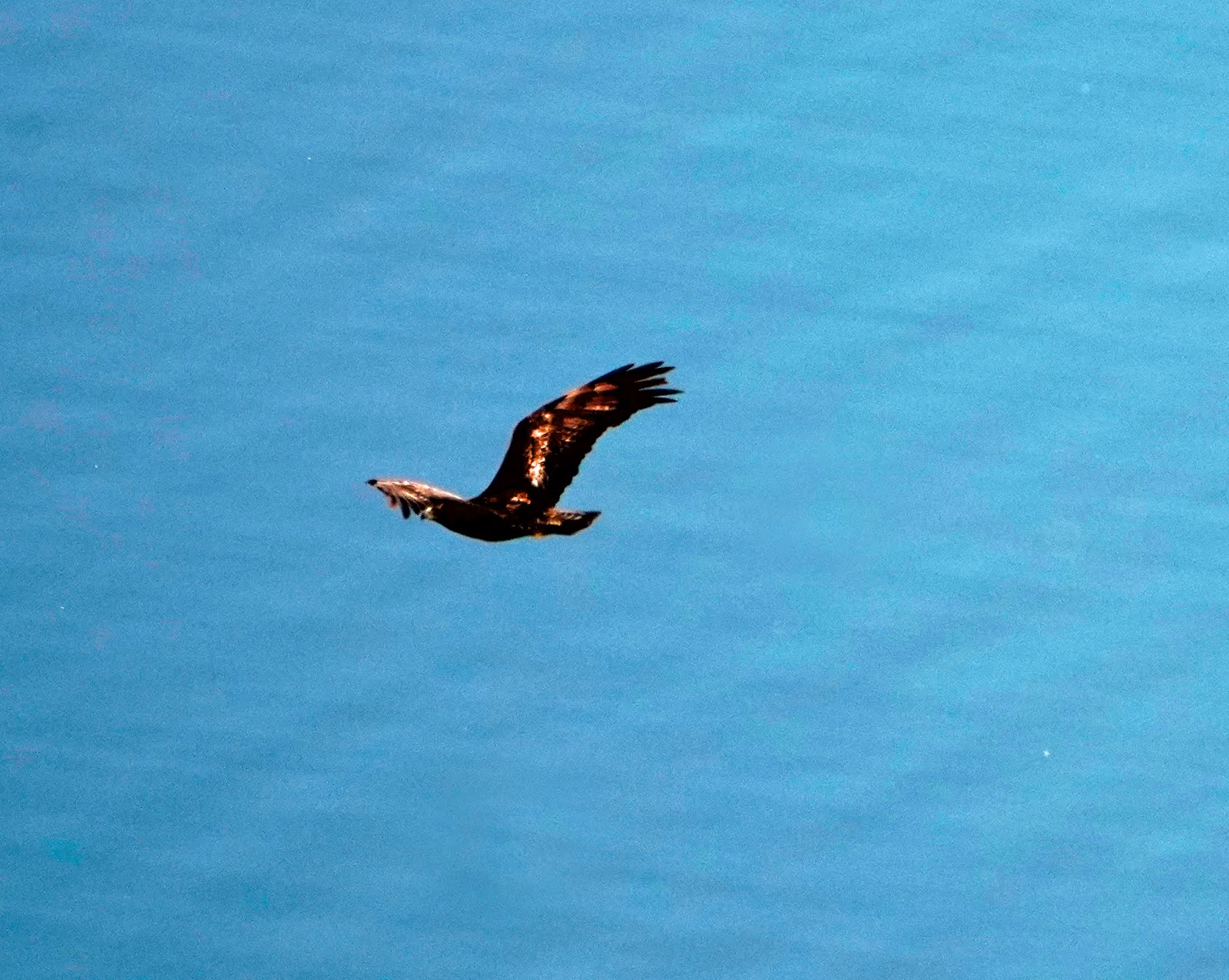 Mid Sierra Musings A Surprise Golden Eagle Story Part 1