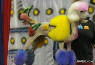 Colours of Life...: Crazy Animal Hairstyles