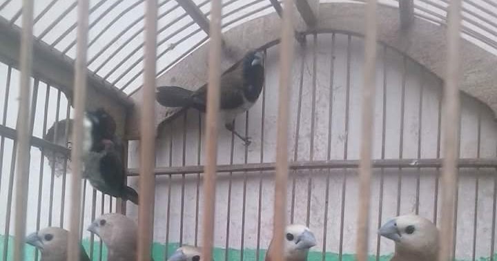 Klasifikasi Penyebaran Dan Cici Ciri Bondol Haji Emprit Kaji Pipit