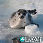 Please Stop the Seal Hunt ...