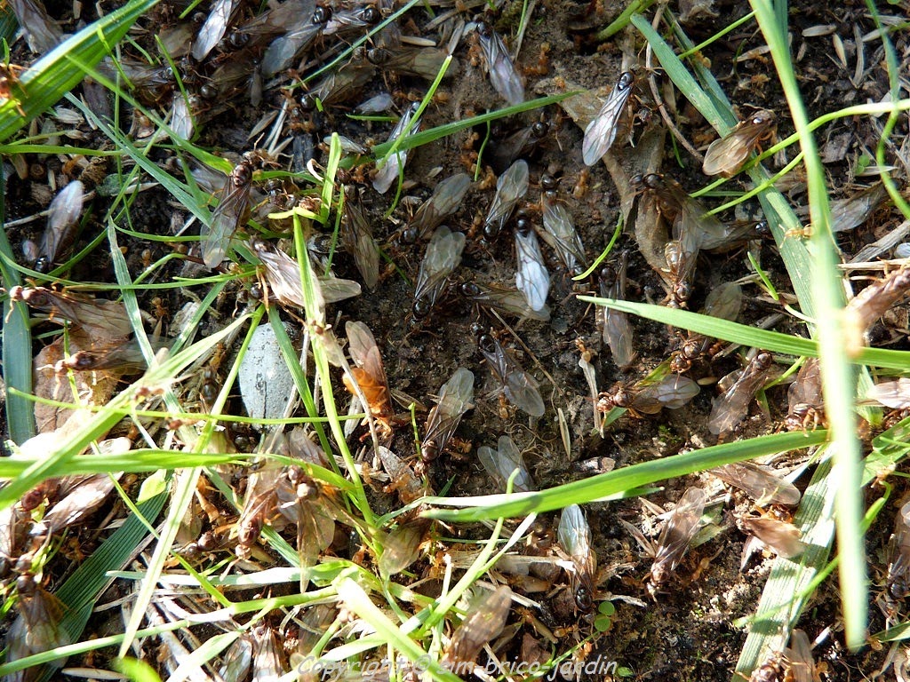 Nid De Fourmis Volantes Dans La Pelouse sim-brico-jardin: L'essaimage chez les fourmis.