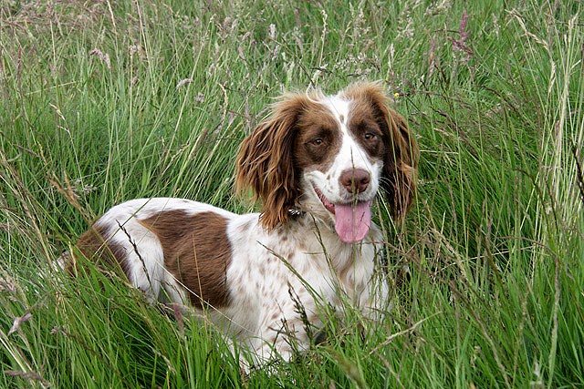 How To Deal With Dog Getting Ticks How To Deal With Dog Getting Ticks