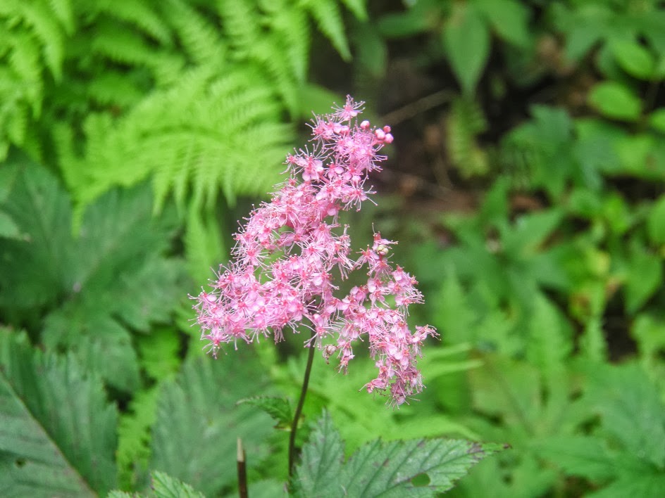 私の近況（田舎暮らしでブログ作成の仕事）ブログSiteの花