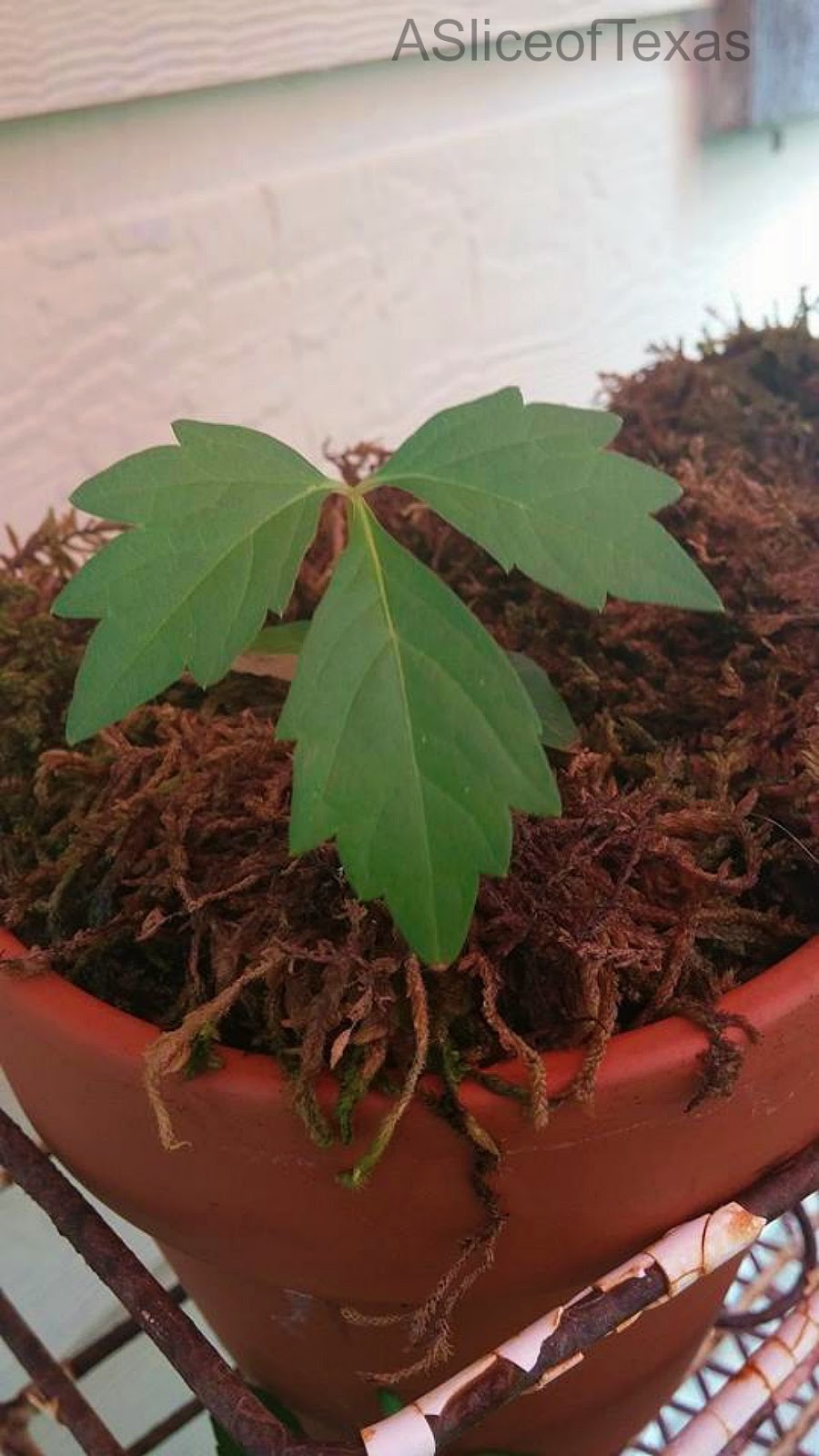 A Slice of Texas blog GROWING VIRGINIA CREEPER for shade and beauty