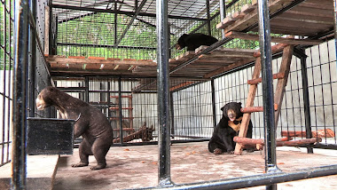 Desi, Hilda and Kevin in the new cage