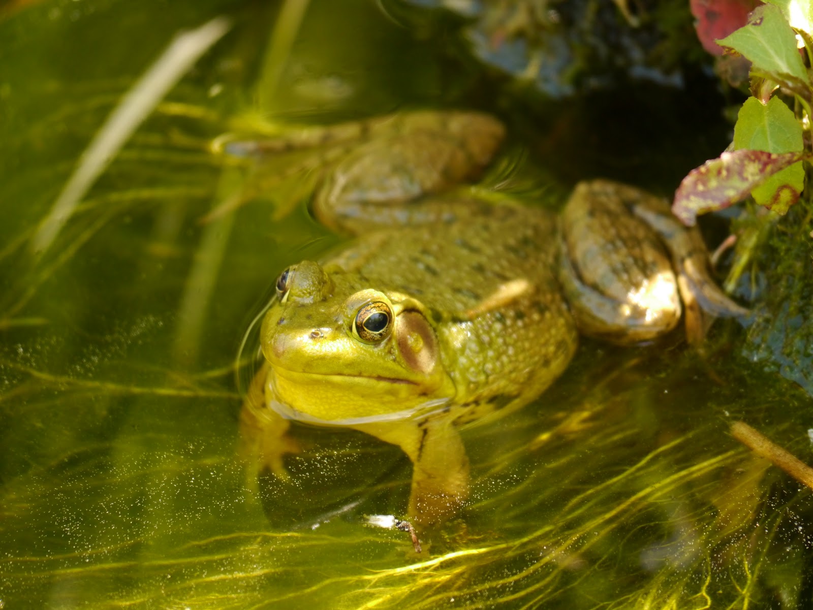 WHS AP Bio 2012 Hussain Organisms on different levels of the same
