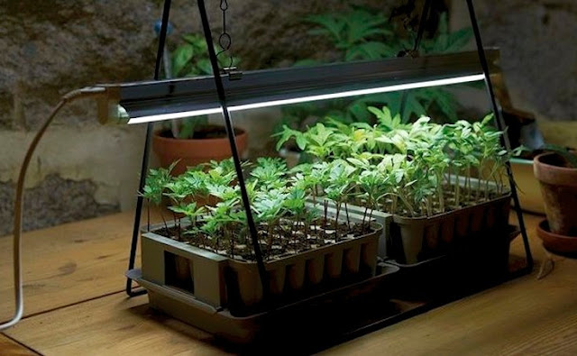 Requirements For Growing Plants Indoor