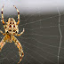 Страхът от паяци е ценно еволюционно преимущество за хората, твърдят учени
