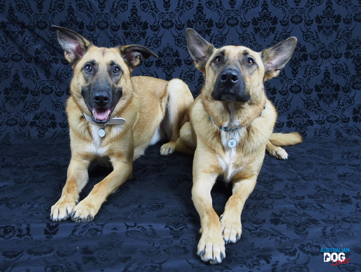 Can Dogs From Same Litter Breed