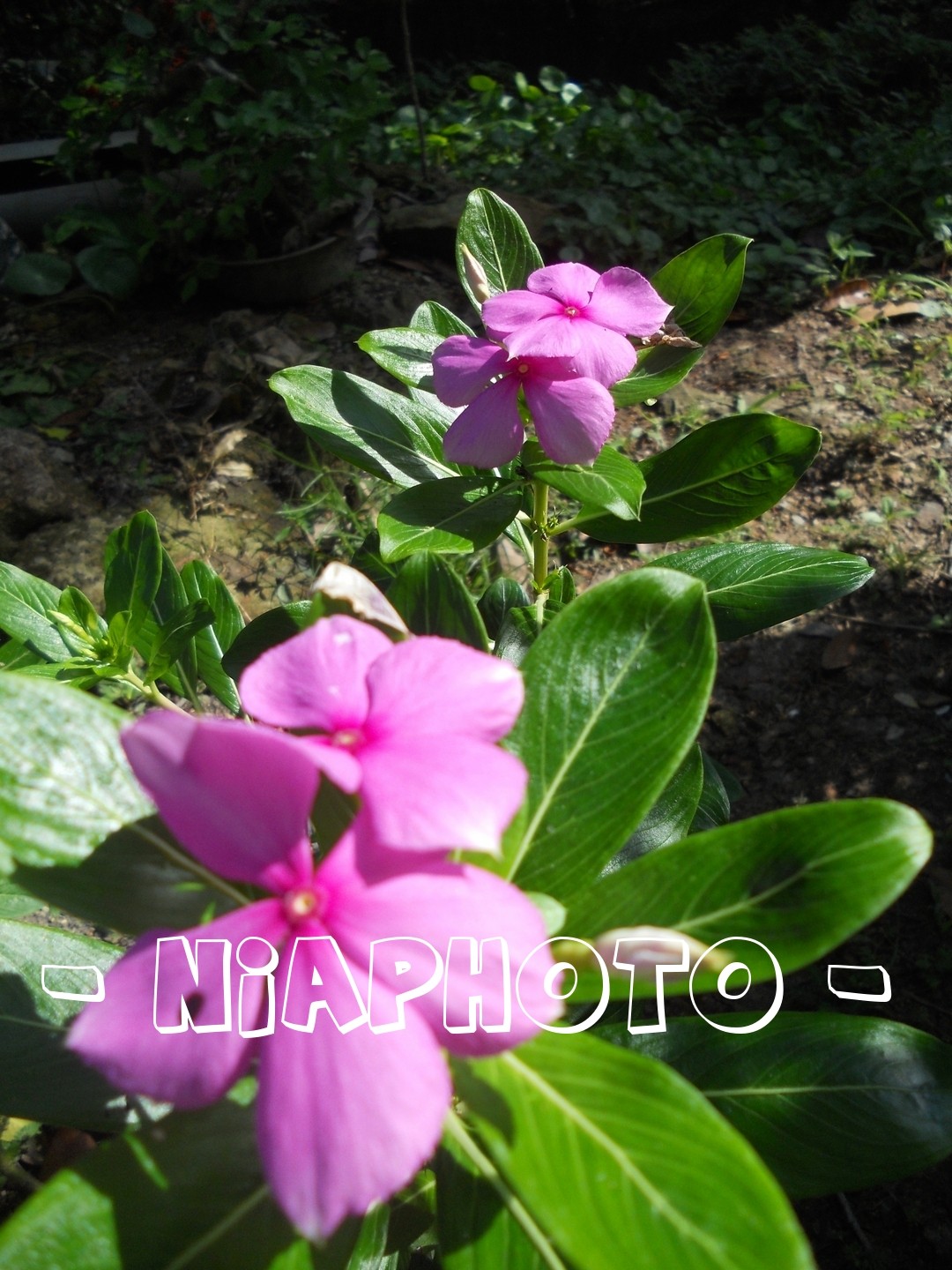 Buntal Buntal BUNGA KEMUNING CINA..banyak khasiat rupanya