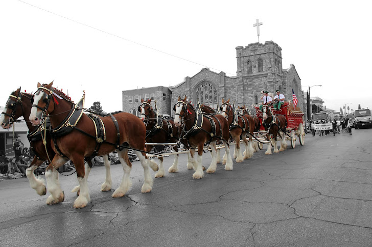 Budweiser Clydesdale Official Photographer