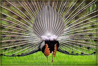 Catatan Engz 10 Gambar Burung Merak Indah dan Cantik 