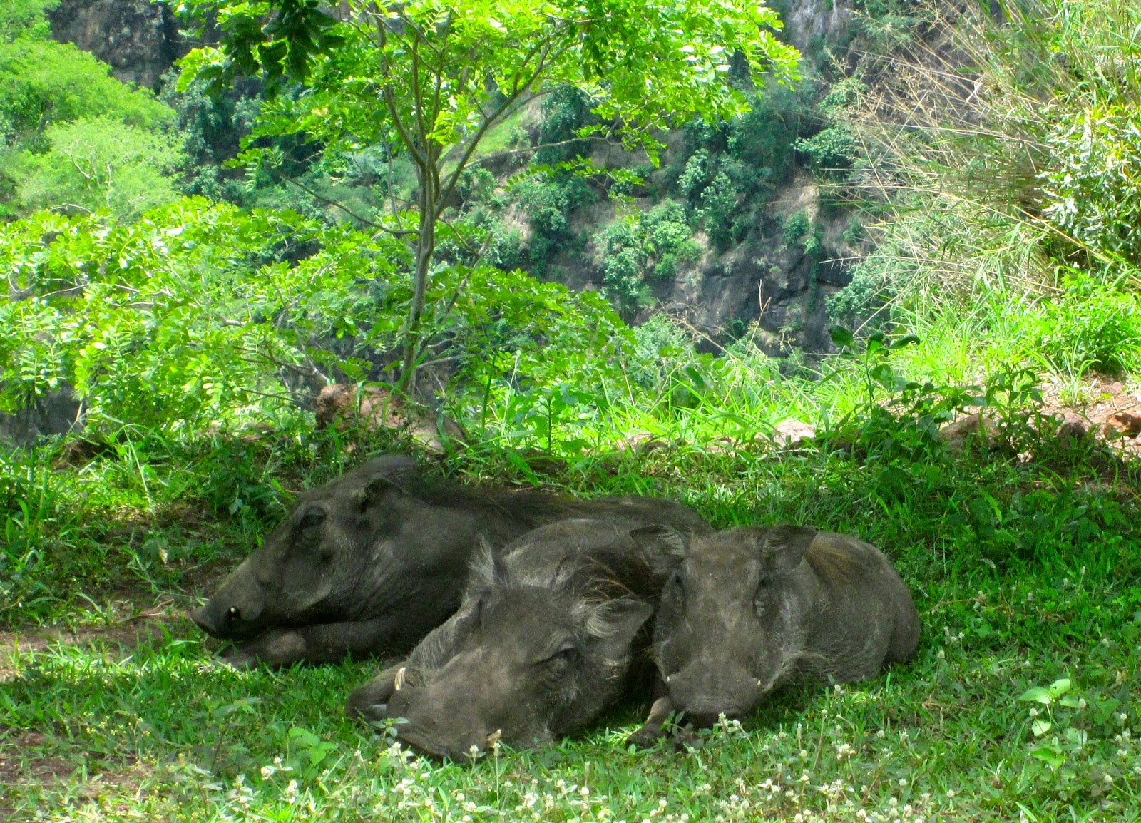 STATIC NOMADS: Victoria Falls: Take a Walk on the Wild Side