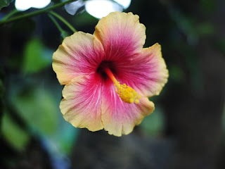 hibiscus flower information in hindi | गुड़हल hibiscus flower information in hindi | गुड़हल