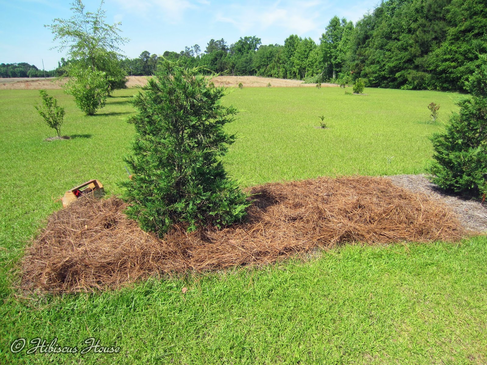 Hibiscus House Pine Straw by the Truckload!