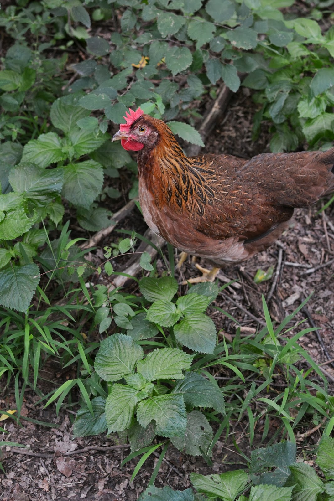Our Neck of the Woods: Feathered Friend Friday: Pretty Pullet Eggs