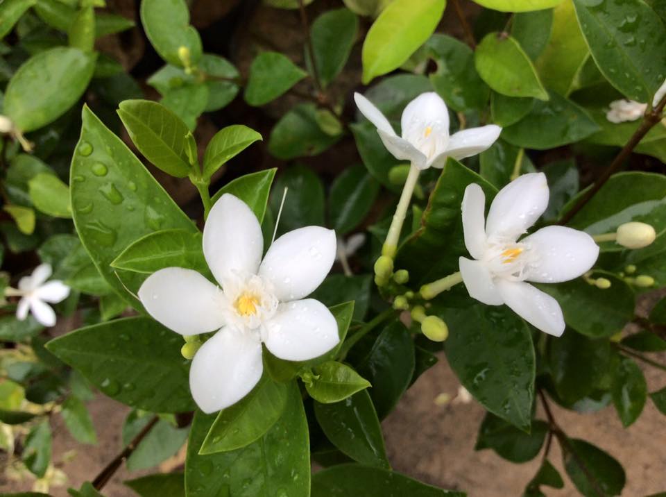 THAI JASMINE
