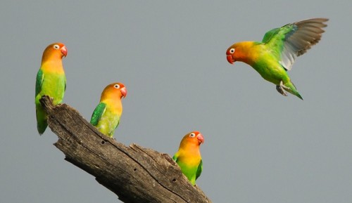 Berbagi Cerita 4 Burung Kecil