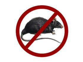 All You Need To Know About Lassa Fever All You Need To Know About Lassa Fever