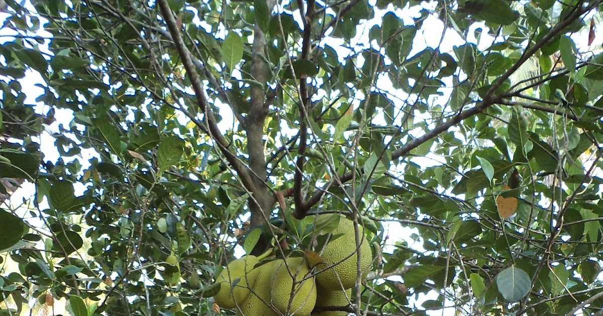 Mouthwatering Food Recipes 222) THE JACKFRUIT TREE