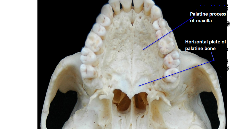 easyhumanatomy Histological features of hard palate