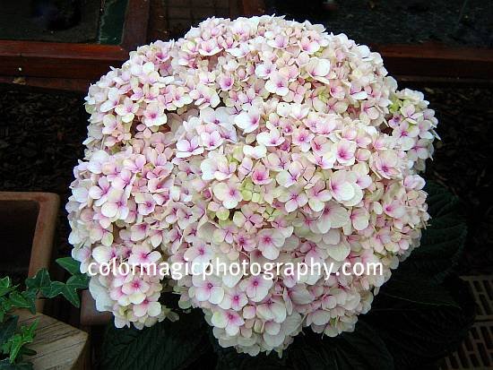 Farmers Seed Supply Co Inc Hydrangea Flower Of Many Colors