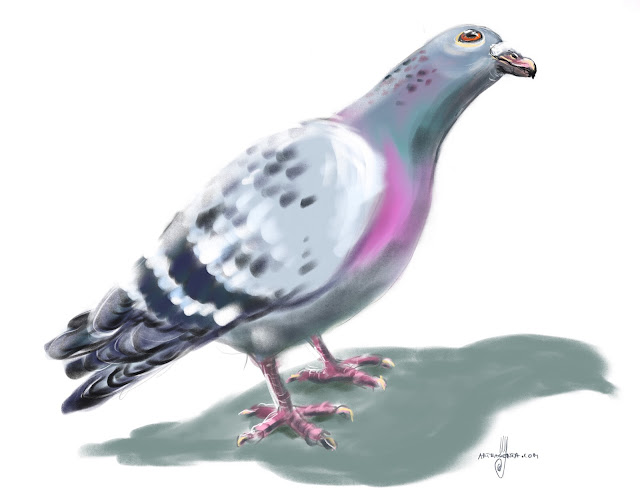 Rock dove bird painting by Artmagenta