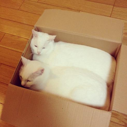Два белых кота в коробке