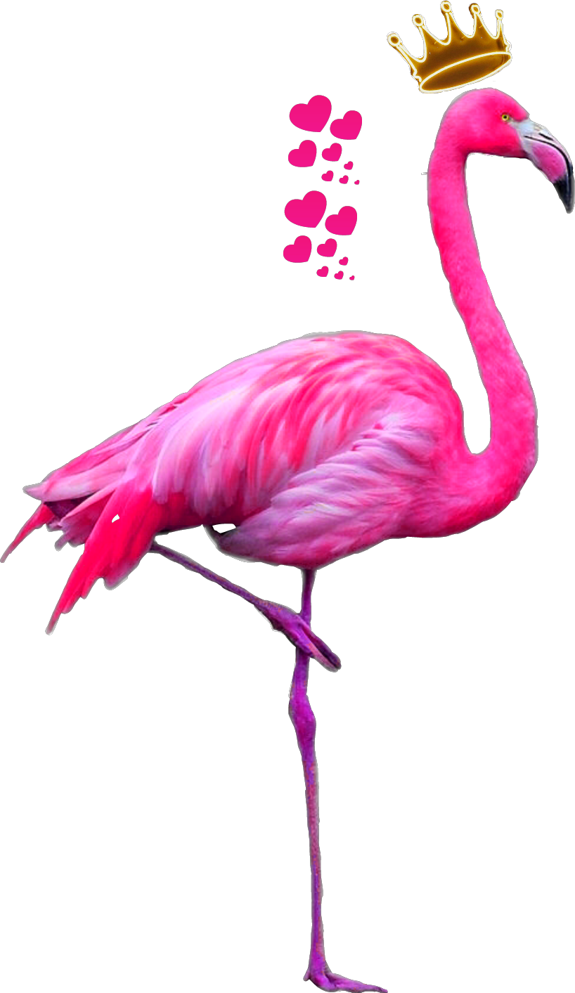 PNG: Flamingo PNG