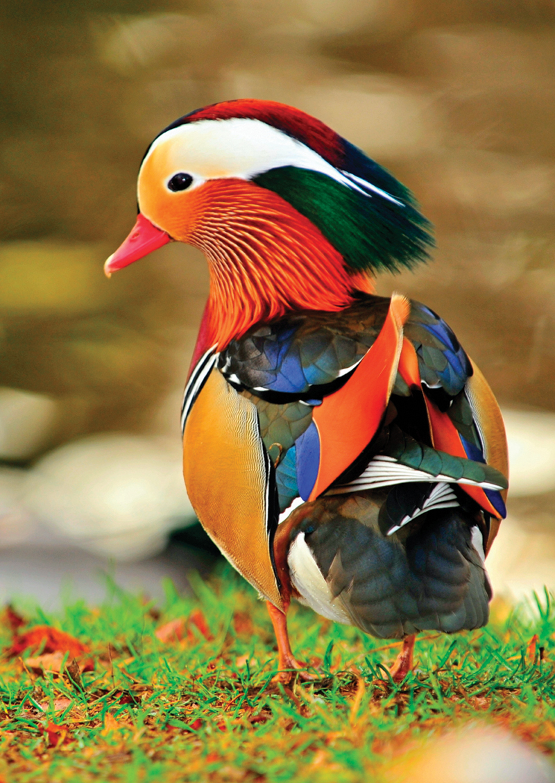 Bebek Mandarin jantan yang memukau