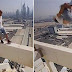 بالفيديو.. شاب روسي يقفز بين أعمدة برج في دبي من دون معدات السلامة