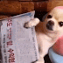 ver agora !...animais, gifs animadas