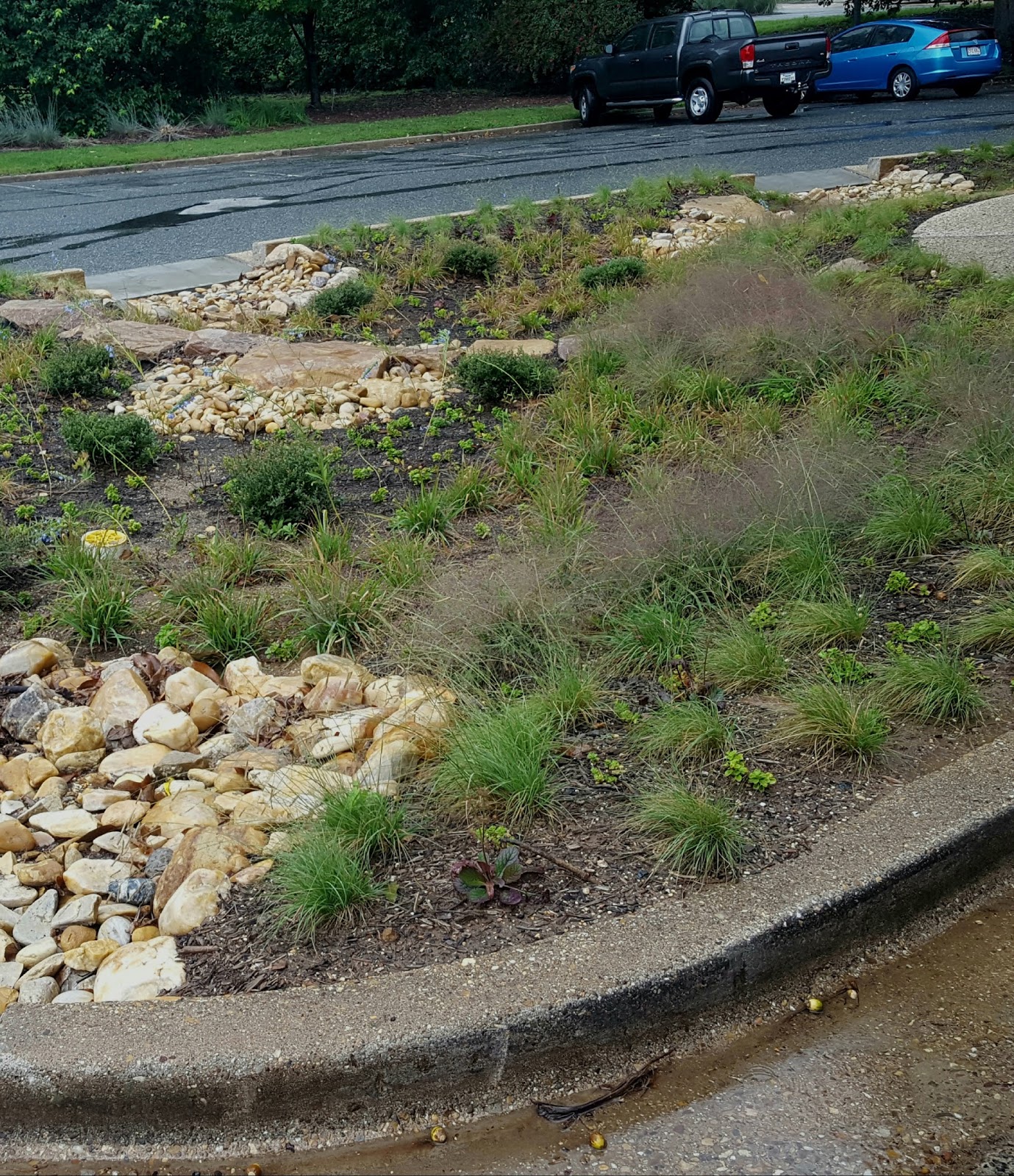 1003 Gardens US National Arboretum Rain Gardens in the Administration