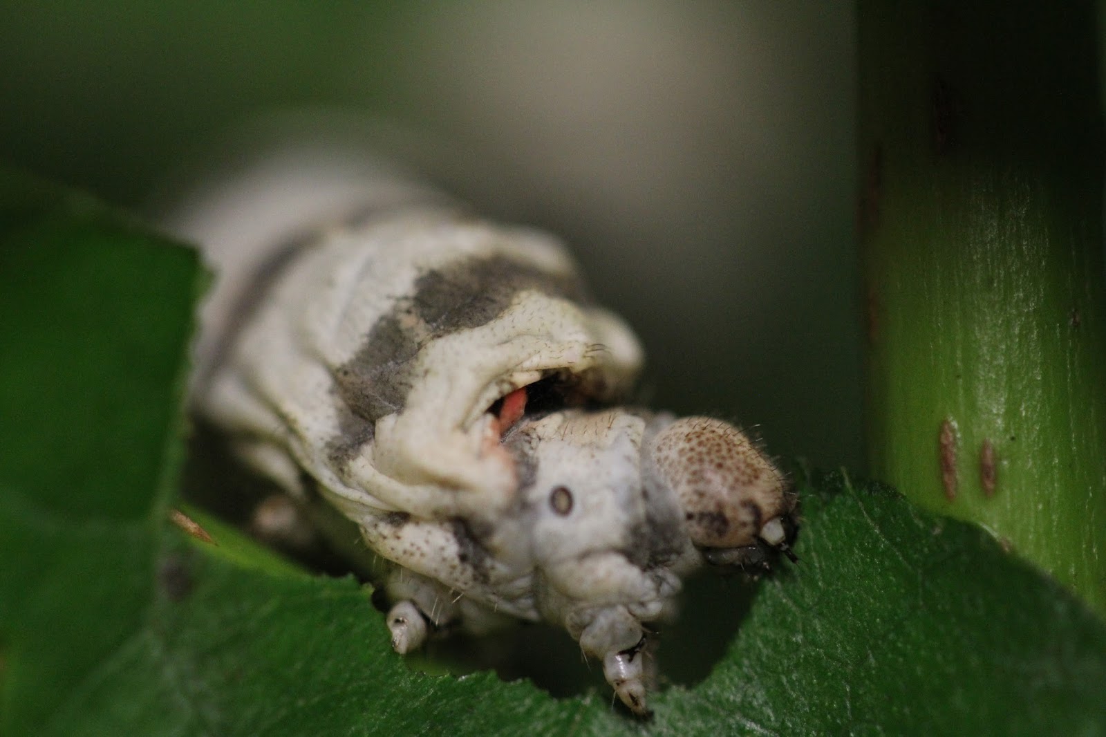 Amazing Silkworms: Anatomy of the Silkworm Larva