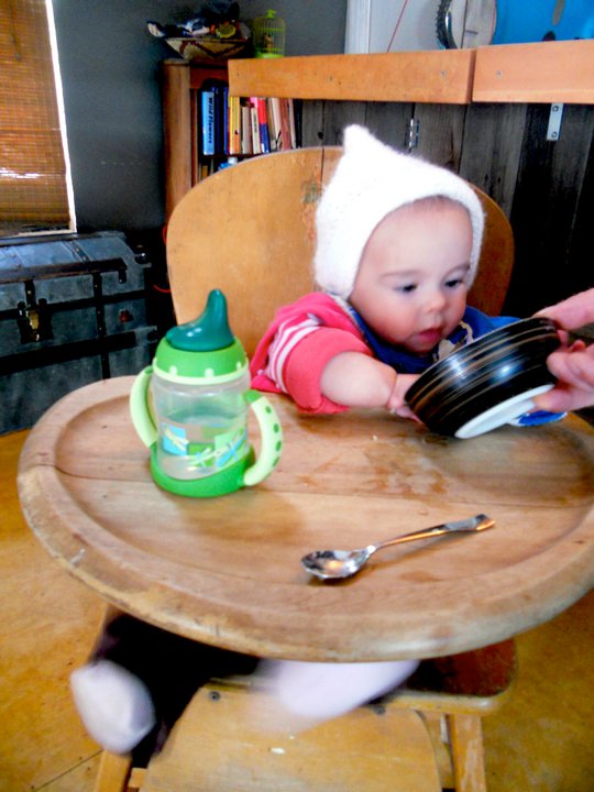 When To Feed A Baby Raccoon Solid Food When To Feed A Baby Raccoon Solid Food