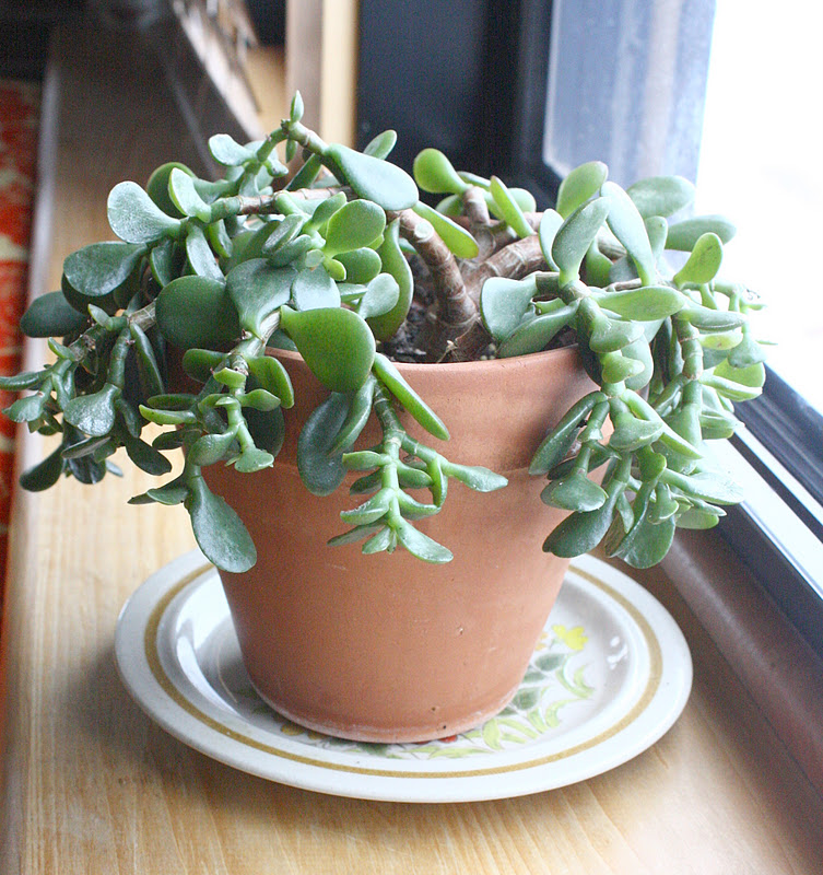 Scope for Imagination RIP jade plant