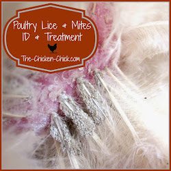 mites lice chicken poultry chick treatment identification