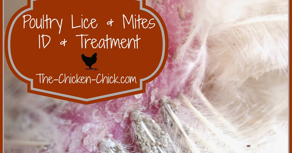 Poultry Lice Treatment Natural Poultry Lice Treatment Natural
