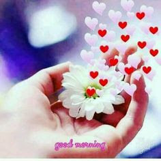good morning good morning