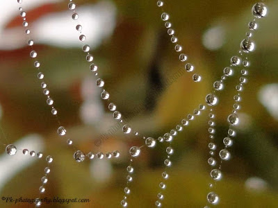 Spider Web with Dew Drops