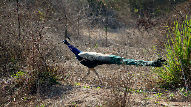 Keoladeo National Park natural heritage of india